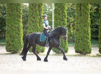 Fries paard, Hengst, 5 Jaar, 167 cm, Zwart