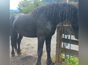 Fries paard, Hengst, 5 Jaar, 168 cm, Zwart