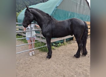 Fries paard, Hengst, 5 Jaar, 168 cm, Zwart