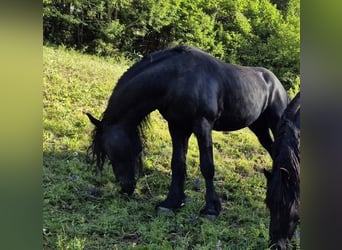 Fries paard, Hengst, 5 Jaar, 168 cm, Zwart