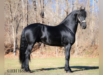 Fries paard, Hengst, 5 Jaar, 168 cm, Zwart