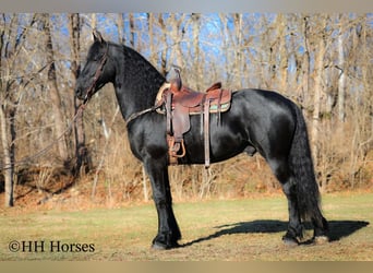 Fries paard, Hengst, 5 Jaar, 168 cm, Zwart