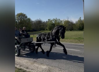Fries paard, Hengst, 5 Jaar, 170 cm, Zwart
