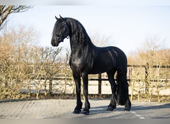 Fries paard, Hengst, 5 Jaar, 170 cm, Zwart