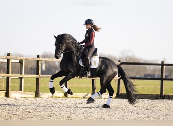 Fries paard, Hengst, 5 Jaar, 170 cm, Zwart