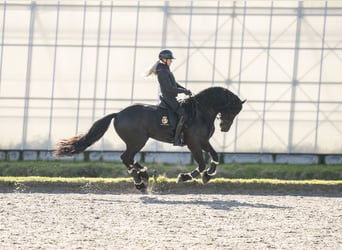 Fries paard, Hengst, 5 Jaar, 170 cm, Zwart