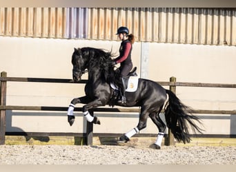 Fries paard, Hengst, 5 Jaar, 170 cm, Zwart