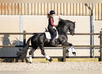 Fries paard, Hengst, 5 Jaar, 170 cm, Zwart