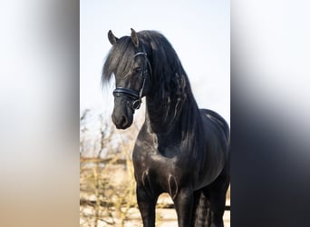 Fries paard, Hengst, 5 Jaar, 170 cm, Zwart