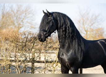 Fries paard, Hengst, 5 Jaar, 170 cm, Zwart