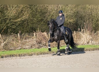 Fries paard, Hengst, 5 Jaar, 170 cm, Zwart