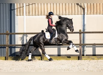 Fries paard, Hengst, 5 Jaar, 170 cm, Zwart