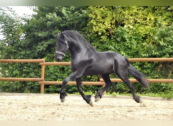 Fries paard, Hengst, 5 Jaar, 170 cm, Zwart