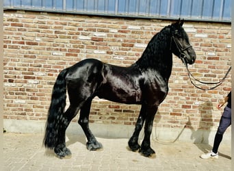 Fries paard, Hengst, 5 Jaar, 170 cm, Zwart