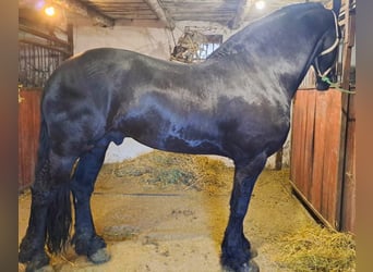 Fries paard, Hengst, 5 Jaar, 175 cm, Zwart