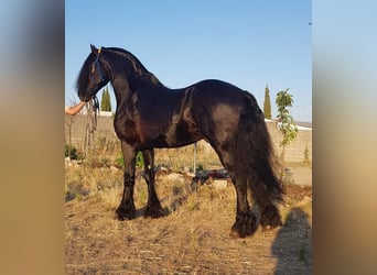 Fries paard, Hengst, 5 Jaar, Zwart