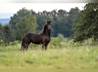 Fries paard, Hengst, 6 Jaar, 162 cm, Zwart