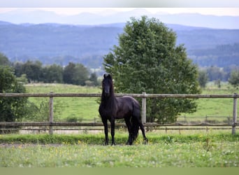 Fries paard, Hengst, 6 Jaar, 162 cm, Zwart