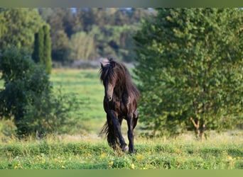 Fries paard, Hengst, 6 Jaar, 162 cm, Zwart