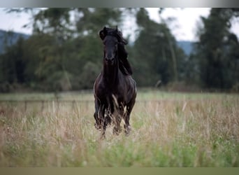 Fries paard, Hengst, 6 Jaar, 162 cm, Zwart