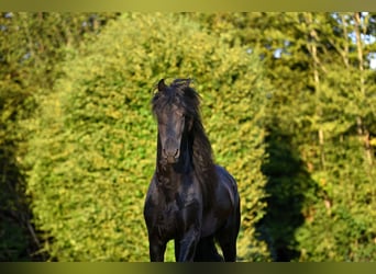 Fries paard, Hengst, 6 Jaar, 162 cm, Zwart