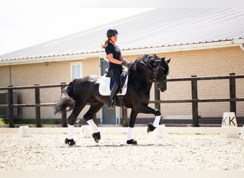 Friesen, Hengst, 6 Jahre, 165 cm, Rappe