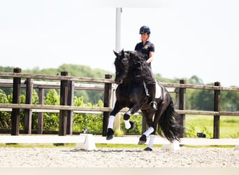 Fries paard, Hengst, 6 Jaar, 165 cm, Zwart