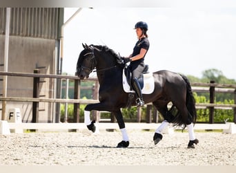 Fries paard, Hengst, 6 Jaar, 165 cm, Zwart