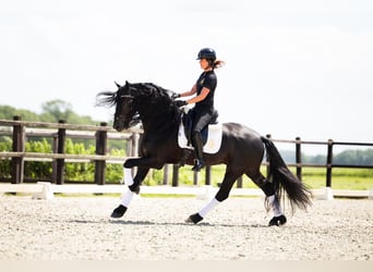 Fries paard, Hengst, 6 Jaar, 165 cm, Zwart