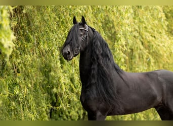 Fries paard, Hengst, 6 Jaar, 165 cm, Zwart