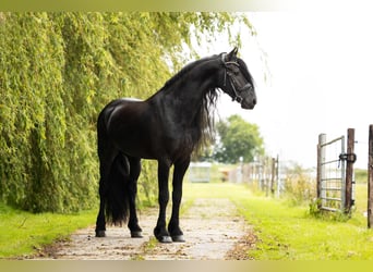 Fries paard, Hengst, 6 Jaar, 165 cm, Zwart