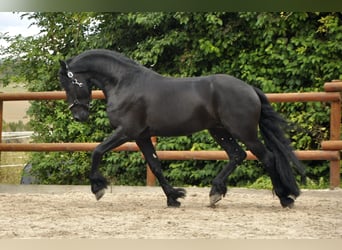 Fries paard, Hengst, 6 Jaar, 165 cm, Zwart