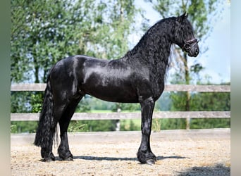 Fries paard, Hengst, 6 Jaar, 166 cm, Zwart