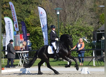 Fries paard, Hengst, 6 Jaar, 170 cm, Zwart