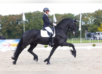 Fries paard, Hengst, 6 Jaar, 170 cm, Zwart