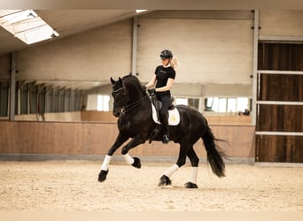 Fries paard, Hengst, 6 Jaar, 170 cm, Zwart