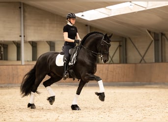 Fries paard, Hengst, 6 Jaar, 170 cm, Zwart