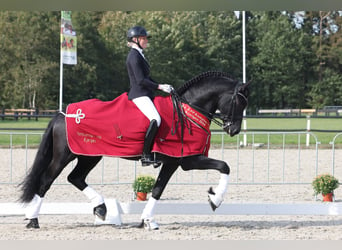 Fries paard, Hengst, 6 Jaar, 170 cm, Zwart