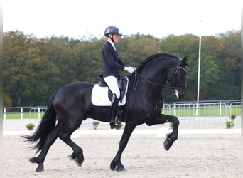 Fries paard, Hengst, 6 Jaar, 170 cm, Zwart