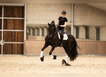 Fries paard, Hengst, 6 Jaar, 170 cm, Zwart