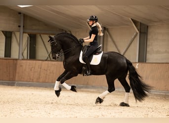 Fries paard, Hengst, 6 Jaar, 170 cm, Zwart