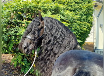 Fries paard, Hengst, 6 Jaar, 173 cm, Zwart