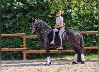 Fries paard, Hengst, 6 Jaar, 173 cm, Zwart