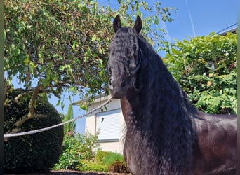 Fries paard, Hengst, 6 Jaar, 173 cm, Zwart