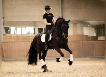 Fries paard, Hengst, 6 Jaar