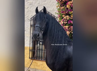 Fries paard, Hengst, 7 Jaar, 163 cm, Zwart