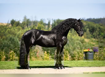 Fries paard, Hengst, 7 Jaar, 163 cm, Zwart