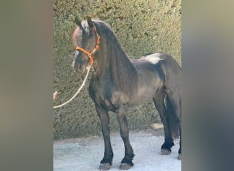 Fries paard, Hengst, 7 Jaar, 163 cm, Zwart