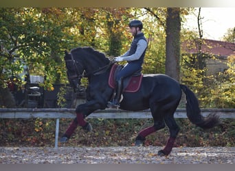 Fries paard, Hengst, 7 Jaar, 163 cm, Zwart