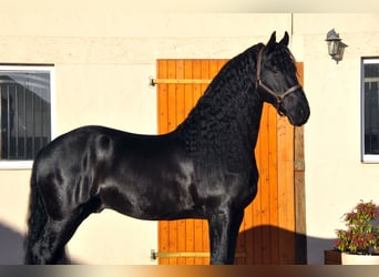 Fries paard, Hengst, 7 Jaar, 165 cm, Zwart